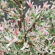ARBORIX - Saule du Japon 'Hakuro Nishiki' - Salix Integra 'Hakuro Nishiki'  - 60-80 cm pot - vignette