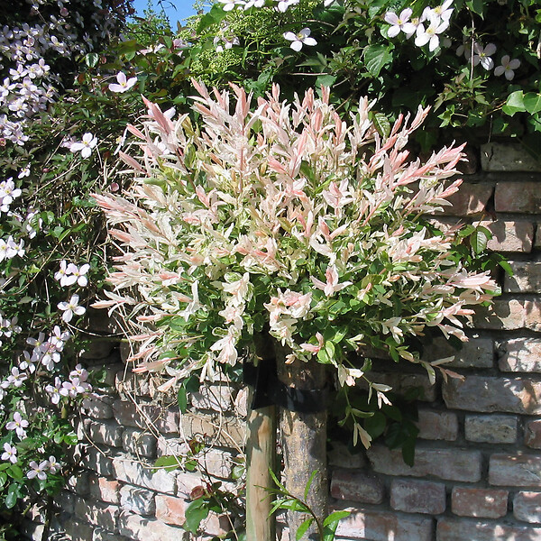 ARBORIX - Saule du Japon 'Hakuro Nishiki' - Salix Integra 'Hakuro Nishiki'  - 60-80 cm pot - large
