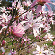 ARBORIX - Magnolia loebneri 'Leonard Messel' - Magnolia Loebneri 'Leonard Messel'  - 50-60 cm pot - vignette