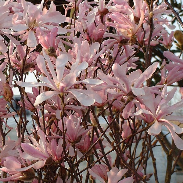 ARBORIX - Magnolia loebneri 'Leonard Messel' - Magnolia Loebneri 'Leonard Messel'  - 50-60 cm pot - large