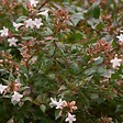 ARBORIX - 2 x Abélie grandiflora 'Confetti' - Abelia grandiflora 'Confetti'  - 25-30 cm pot - vignette