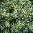 ARBORIX - 2 x Abélie grandiflora 'Confetti' - Abelia grandiflora 'Confetti'  - 25-30 cm pot - vignette