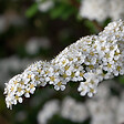 ARBORIX - 2 x Spirée arguta - Spiraea Arguta  - 40-60 cm pot - vignette