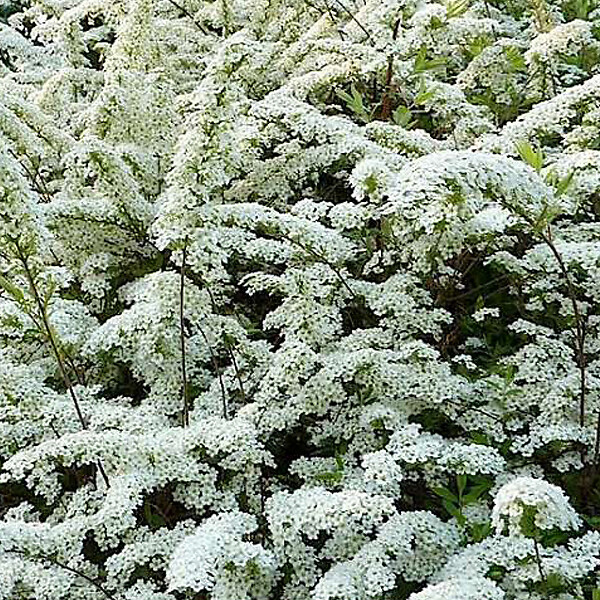 ARBORIX - 2 x Spirée arguta - Spiraea Arguta  - 40-60 cm pot - large
