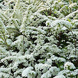 ARBORIX - 2 x Spirée arguta - Spiraea Arguta  - 40-60 cm pot - vignette