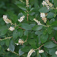 ARBORIX - 2 x Clèthre - Clethra alnifolia  - 50-60 cm pot - vignette