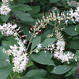 ARBORIX - 2 x Clèthre - Clethra alnifolia  - 50-60 cm pot - vignette