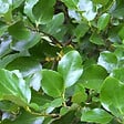 ARBORIX - 2 x Griselinie du littoral - Griselinia littoralis  - 60-80 cm pot - vignette