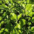 ARBORIX - 2 x Griselinie du littoral - Griselinia littoralis  - 60-80 cm pot - vignette
