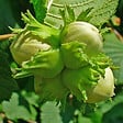 ARBORIX - 2 x Noisetier commun - Corylus Avellana  - 60-80 cm pot - vignette
