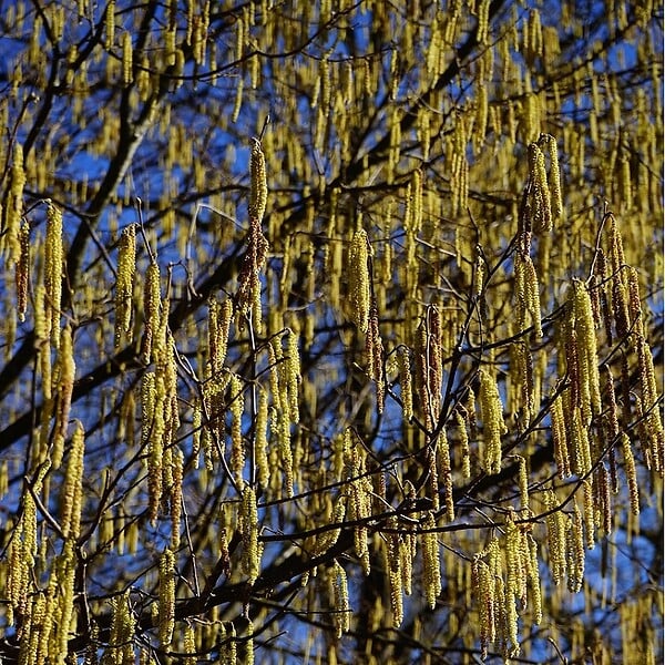 ARBORIX - 2 x Noisetier commun - Corylus Avellana  - 60-80 cm pot - large