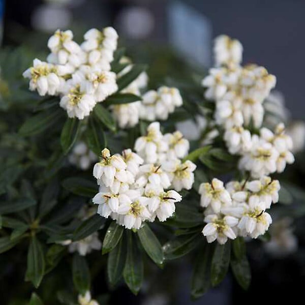 ARBORIX - Andromède du Japon 'Debutante' - Pieris Japonica 'Debutante'  - 30-40 cm pot - large