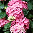 ARBORIX - 2 x Hortensia 'Pia' - Hydrangea macrophylla 'Pia'  - 25-30 cm pot - vignette