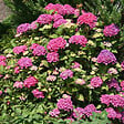ARBORIX - 2 x Hortensia 'Pia' - Hydrangea macrophylla 'Pia'  - 25-30 cm pot - vignette