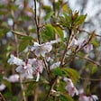 ARBORIX - Cerisier à fleurs d'automne - Prunus Subhirtella 'Autumnalis Rosea'  - 60-80 cm pot - vignette