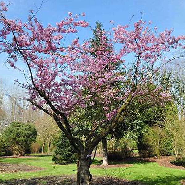 ARBORIX - Cerisier à fleurs d'automne - Prunus Subhirtella 'Autumnalis Rosea'  - 60-80 cm pot - large
