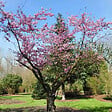 ARBORIX - Cerisier à fleurs d'automne - Prunus Subhirtella 'Autumnalis Rosea'  - 60-80 cm pot - vignette
