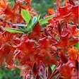 ARBORIX - Azalée caduque mollis rouge - Azalea Mollis Rood  - 40-50 cm pot - vignette