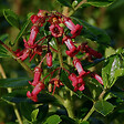 ARBORIX - 2 x Escallonia rubra 'Crimson Spire' - Escallonia rubra 'Crimson Spire'  - 40-50 cm pot - vignette