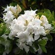 ARBORIX - Azalée caduque knaphill blanc - Azalea Knaphill Wit  - 40-50 cm pot - vignette