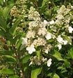 ARBORIX - 2 x Hortensia paniculé 'Kyushu' - Hydrangea Paniculata 'Kyushu'  - 40-50 cm pot - vignette