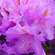 ARBORIX - Rhododendron 'Lee's Dark Purple - Rhododendron 'Lee'S Dark Purple'  - 40-50 cm pot - vignette