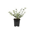 ARBORIX - 6 x Fusain persistant 'Emerald Gaiety' - Euonymus Fortunei 'Emerald Gaiety'  - godet 9cm x 9cm - vignette