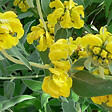 ARBORIX - 6 x Sauge de Jérusalem - Phlomis Fruticosa  - godet 9cm x 9cm - vignette
