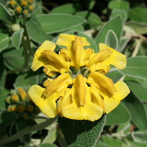 ARBORIX - 6 x Sauge de Jérusalem - Phlomis Fruticosa  - godet 9cm x 9cm - large