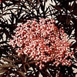 ARBORIX - Sureau noir 'Black Lace' - Sambucus nigra 'Black Lace' ('Eva')  - 40-50 cm pot - vignette