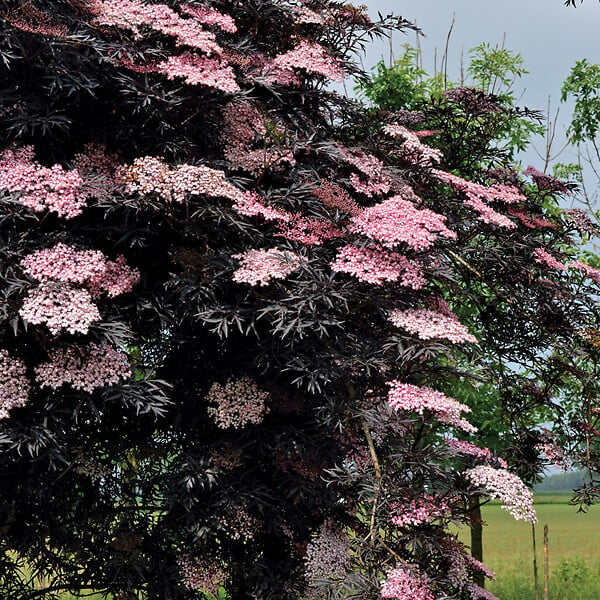 ARBORIX - Sureau noir 'Black Lace' - Sambucus nigra 'Black Lace' ('Eva')  - 40-50 cm pot - large