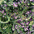 ARBORIX - 2 x Bruyère des neiges Rouge - Erica Carnea Rood  - 15-20 cm pot - vignette