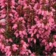 ARBORIX - 2 x Bruyère des neiges Rouge - Erica Carnea Rood  - 15-20 cm pot - vignette
