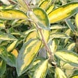 ARBORIX - 2 x Chalef 'Limelight' - Elaeagnus Ebbingei 'Limelight'  - 30-40 cm pot - vignette