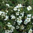 ARBORIX - 2 x Potentille arbustive 'Abbotswood' - Potentilla Fruticosa 'Abbotswood'  - 20-25 cm pot - vignette