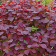 ARBORIX - Arbre à perruque 'Dusky Maiden' - Cotinus dummeri 'Grace'  - 40-60 cm pot - vignette