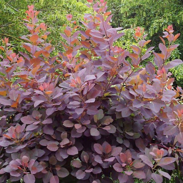ARBORIX - Arbre à perruque 'Dusky Maiden' - Cotinus dummeri 'Grace'  - 40-60 cm pot - large