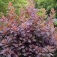 ARBORIX - Arbre à perruque 'Dusky Maiden' - Cotinus dummeri 'Grace'  - 40-60 cm pot - vignette