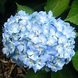 ARBORIX - 2 x Hortensia 'Gertrude Glahn' - Hydrangea macrophylla 'Gertrud Glahn'  - 25-30 cm pot - vignette