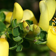 ARBORIX - 2 x Genêt 'Luna' - Cytisus 'Luna'  - 40-60 cm pot - vignette