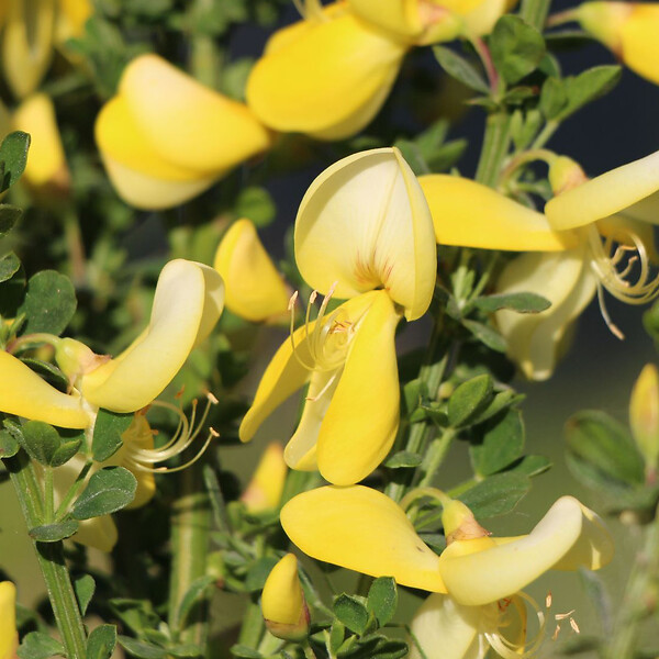 ARBORIX - 2 x Genêt 'Luna' - Cytisus 'Luna'  - 40-60 cm pot - large
