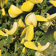 ARBORIX - 2 x Genêt 'Luna' - Cytisus 'Luna'  - 40-60 cm pot - vignette