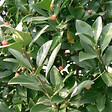 ARBORIX - Fusain du Japon - Euonymus Japonicus  - 60-80 cm pot - vignette