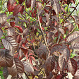 ARBORIX - Cerisier à fleurs 'Pissardii' - Prunus Cerasifera 'Nigra'  - 60-80 cm pot - vignette