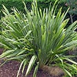 ARBORIX - Lin de Nouvelle-Zélande - Phormium tenax  - 60-80 cm pot - vignette