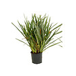ARBORIX - Lin de Nouvelle-Zélande - Phormium tenax  - 60-80 cm pot - vignette