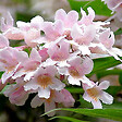 ARBORIX - 2 x Buisson de beauté 'Pink Cloud' - Kolkwitzia Amabilis 'Pink Cloud'  - 30-50 cm pot - vignette