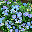 ARBORIX - 2 x Hortensia 'Blauer Prinz' - Hydrangea macrophylla 'Blauer Prinz'  - 25-30 cm pot - vignette