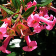 ARBORIX - 2 x Escallonia rubra macrantha - Escallonia rubra macrantha  - 40-50 cm pot - vignette