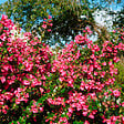ARBORIX - 2 x Escallonia rubra macrantha - Escallonia rubra macrantha  - 40-50 cm pot - vignette